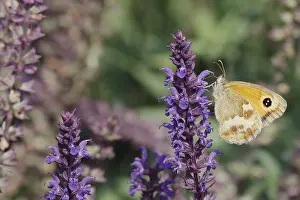 Keeper: Gatekeeper Butterfly - feeding on garden flowers