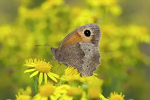 Gatekeeper: Gatekeeper - butterfly feeding on Ragwort flower - August