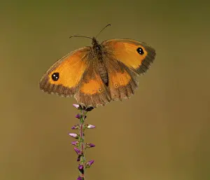 Basking: Gatekeeper Butterfly - female basking on heather - August