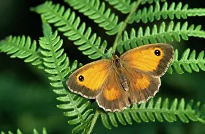 Gatekeeper: Gatekeeper Butterfly - on fern