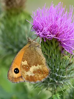 Geoff Du Feu: Gatekeeper butterfly on thistle flower