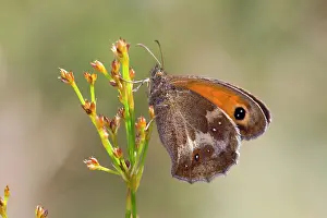 Gatekeeper: Gatekeeper Butterfly - Underwing