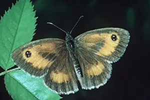 Gatekeeper: Gatekeeper / Hedge Brown Butterfly