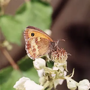 Brambles: Gatekeeper / Hedge Brown BUTTERFLY