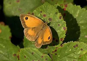 Gatekeeper: Gatekeeper / Hedge Brown Butterfly - basking, with