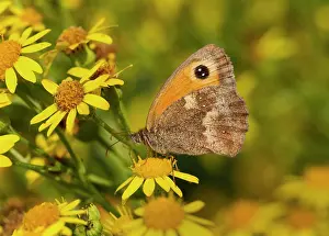 Gatekeeper: Gatekeeper Hedge Brown feeding on ragwort flower August