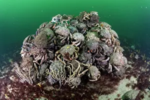 Eumalocostraca: Gathering of Blue Spiny Spider Crab (Maja squinado)