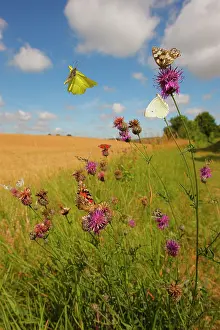 Vanessa: Gathering meadow butterflies gathering on flowers