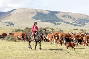 Halter: Gaucho and herd of cows - Torres del Paine Chile