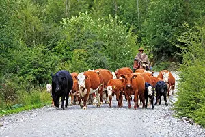 Cattleman: Gaucho on his horse leading a cows herd in Chilean Patagonia