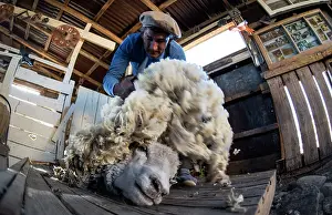Shearing: Gaucho shearing sheep with traditional hand clippers