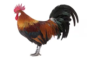 Gallic: Gaulois / Gallic Chicken Cockerel / Rooster