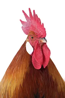 Gallic: Gaulois / Gallic Chicken Cockerel / Rooster
