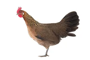 Gallic: Gauloise Chicken Hen