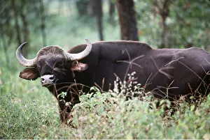Joanna Van Gruisen: GAUR