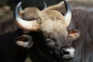 Gaurus: Gaur