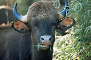 Madhya: Gaur