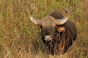 Madhya: Gaur