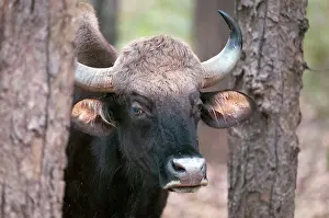 Gaurus: Gaur - Close up of head - between tree trunks