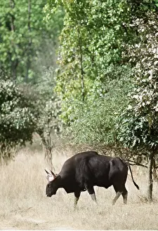 Joanna Van Gruisen: GAUR - grazing