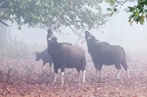 Browsing: Gaur - group browsing on tree - early morning mist