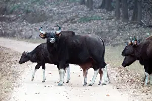Kanha: Gaur - group crossing road