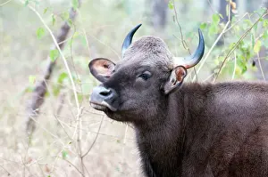 Gaurus: Gaur - head in close up