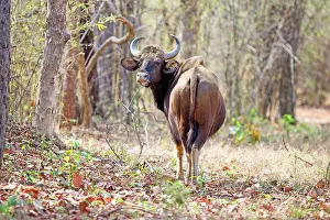 Gaurus: Gaur / Indian Bison