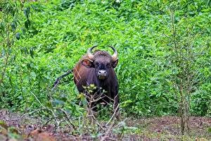 Gaurus: Gaur / Indian Bison female