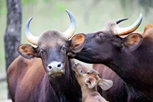 Gaurus: Gaur / Indian Bison females and young licking