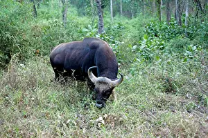 Gaurus: Gaur / Indian Bison - male