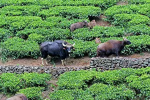 Gaurus: Gaur / Indian Bison male and female with young