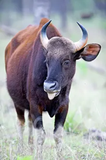 Gaurus: Gaur / Indian Bison mouth open
