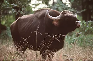 Joanna Van Gruisen: GAUR - Male