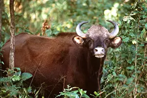 Joanna Van Gruisen: Gaur - male in forest