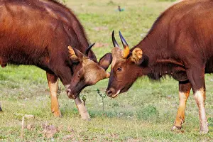 Assam: Gaur ou seladang (Bos gaurus)