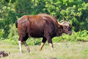 Assam: Gaur ou seladang (Bos gaurus)