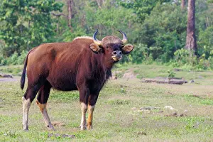 Assam: Gaur ou seladang (Bos gaurus)