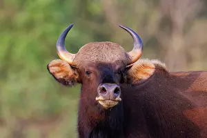 Assam: Gaur ou seladang (Bos gaurus)