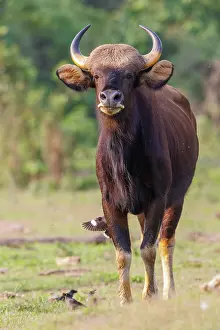 Assam: Gaur ou seladang (Bos gaurus)
