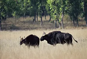 Gaur - pair in courtship