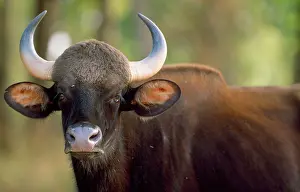 Gaurus: GAUR - portrait, showing horns