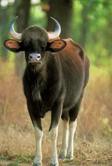 Gaurus: GAUR - standing. Bengal / Indian tiger prey