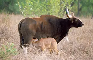 Gaurus: GAUR - suckling young