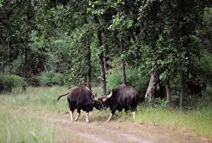 Gaurus: GAUR - two, face to face