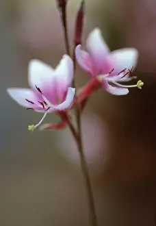 Brandy: Gaura