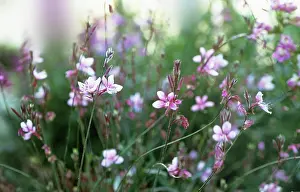 Dainty: Gaura