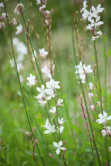 Lindheimeri: Gaura, Gaura lindheimeri, Side view of several slender
