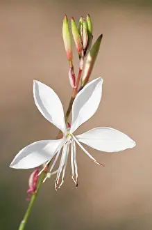 Lindheimeri: Gaura
