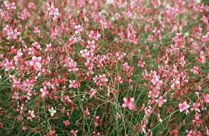 Siskiyou: GAURA - 'Siskiyou PinkI